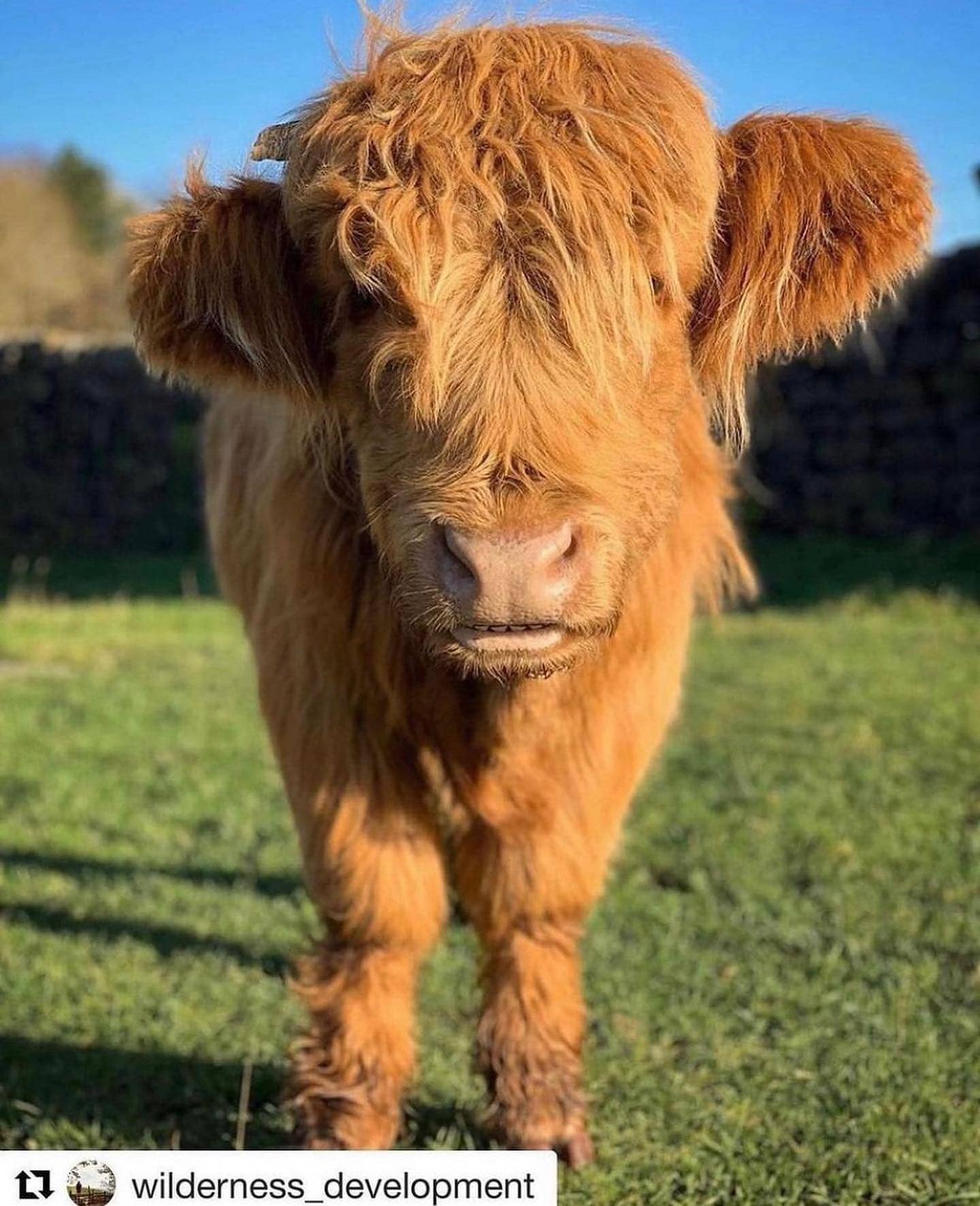 Wildlife Wednesday 🐮

We love seeing these fab Highland Cows out and about, they’re just so photo...
