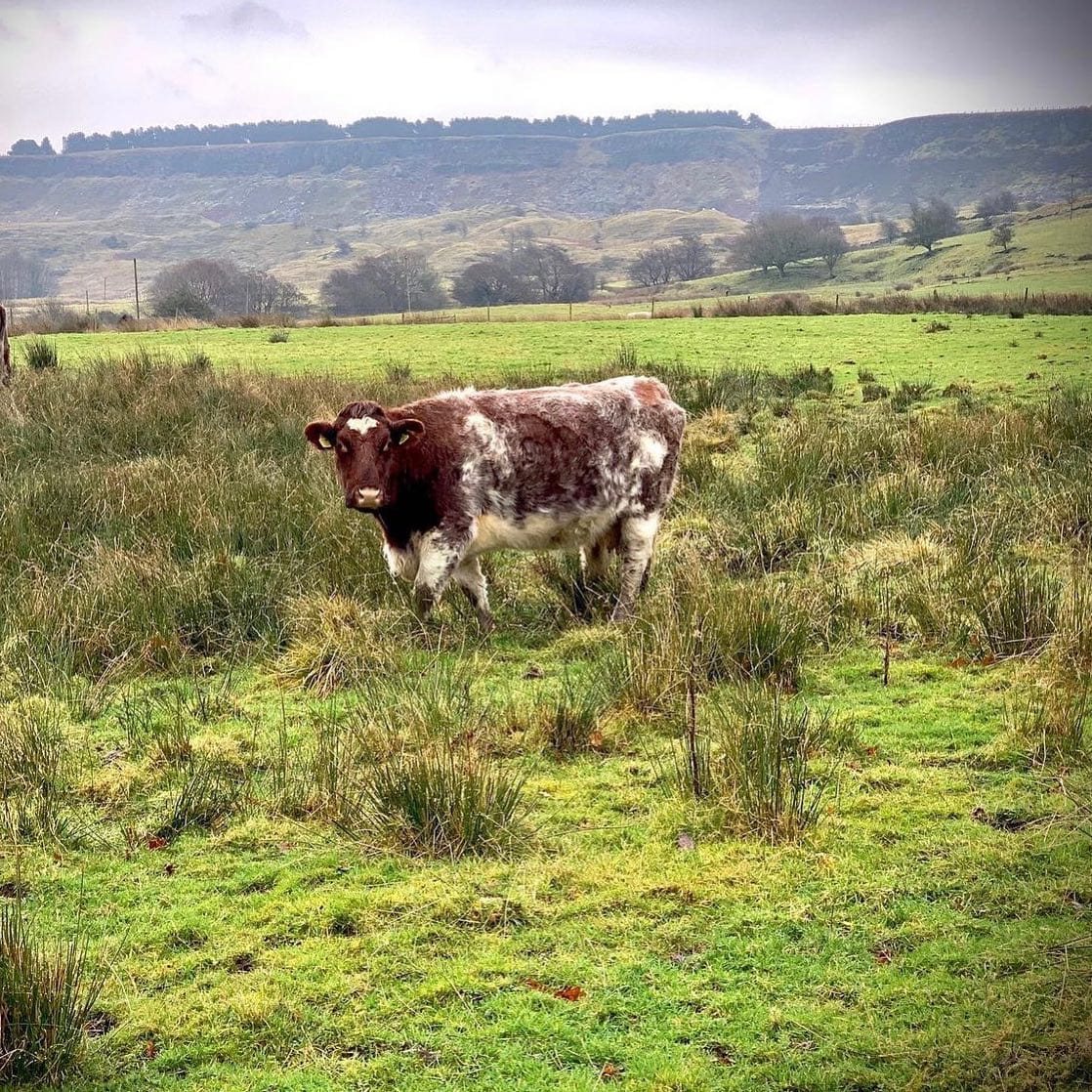 🐮 Wildlife Wednesday 🐮

The Peak District Challenge is taking place in September, registrations r...
