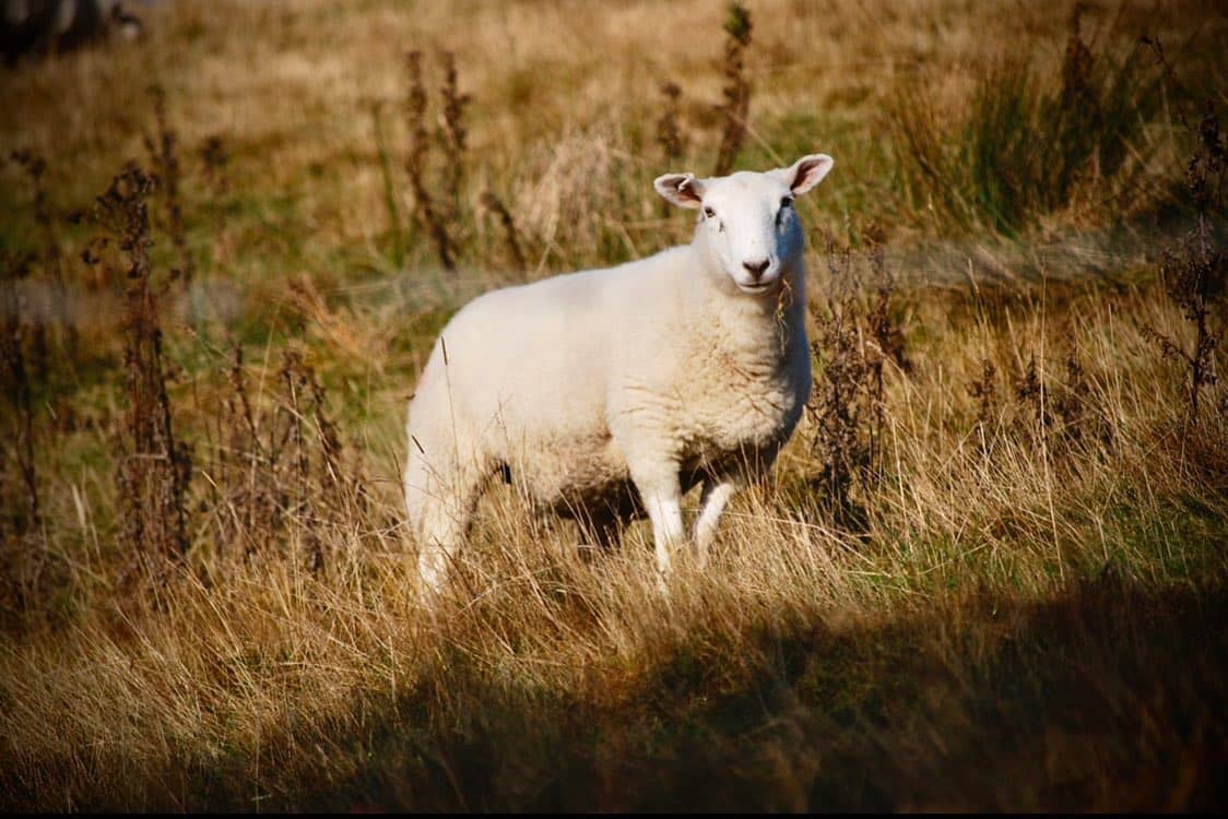 🐏 Wildlife Wednesday 🐏

The Peak District Challenge entires close on 17th August… register now at...