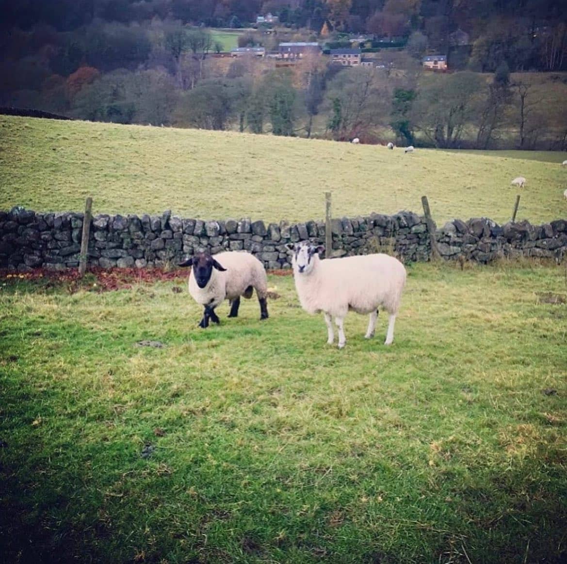 🐑 Wildlife Wednesday 🐑

We love seeing all kinds of four legged friends out and about, they’re ju...