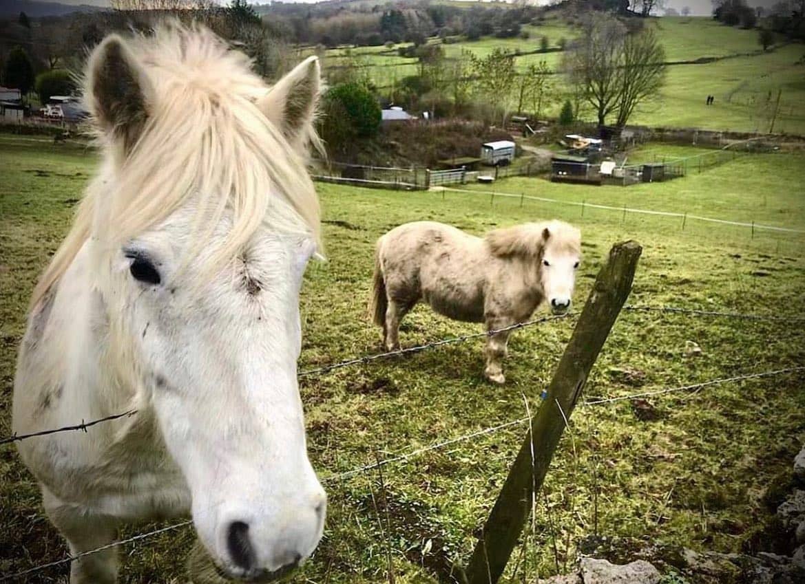 🦄 Wildlife Wednesday 🦄

How cute are these two we found over in Elton ⛰🐴⛰
