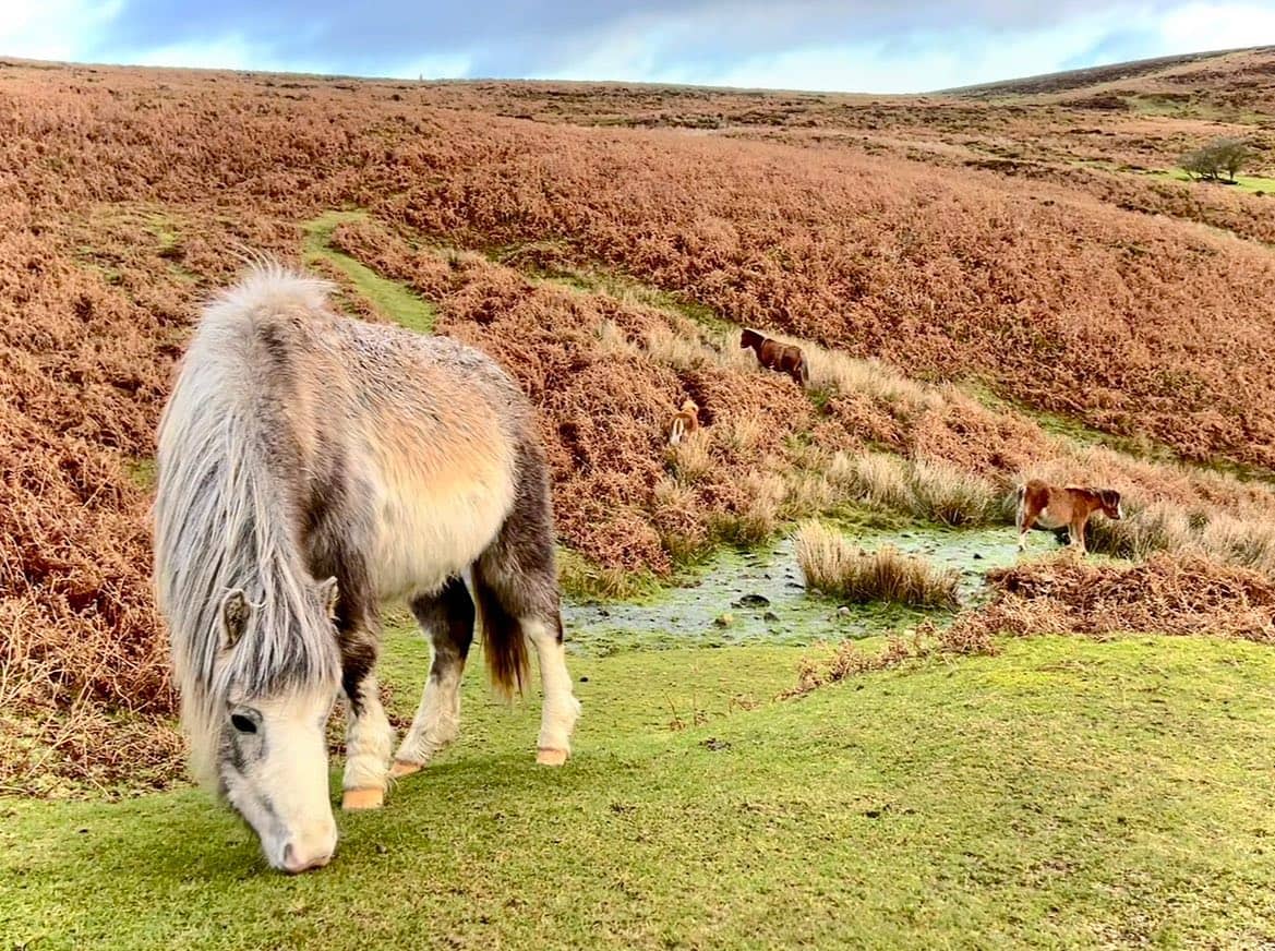 🦄 Wildlife Wednesday 🦄

Entries are open for the 2023 Peak District Challenge, link in bio to book 
